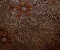 Brown Poly Blend Famous Designer Floral Leopard Burnout Velvet Knit Fabric By the Yard